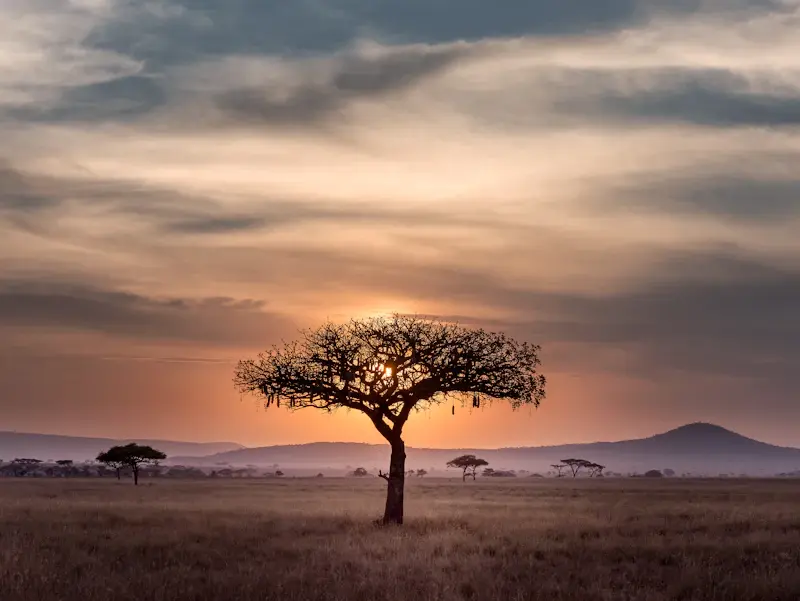 Acacia solitaire dans la savane sous un ciel de fin de journée