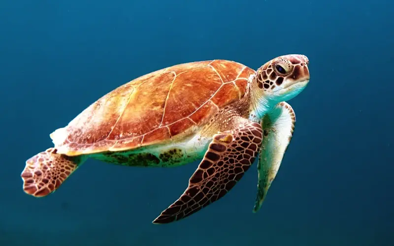 Tortue marine nageant dans une eau bleu profond