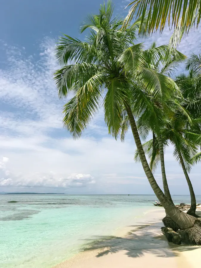 Palmier penché au-dessus d’une plage de sable blanc et d’une eau turquoise