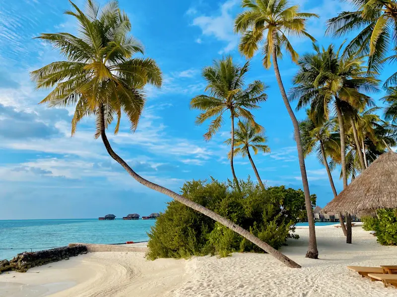 Palmiers inclinés au-dessus d’une plage tropicale