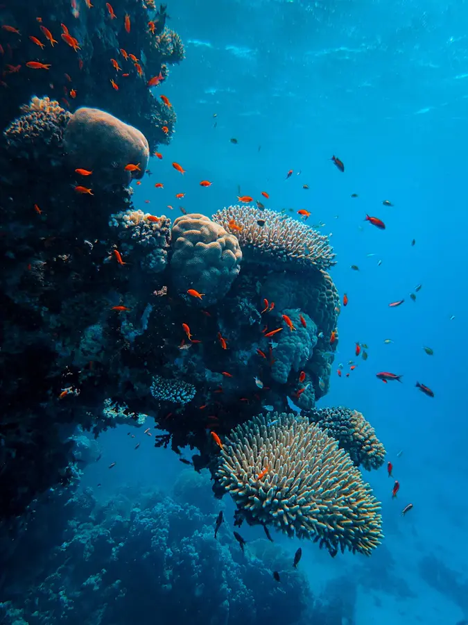 Récif corallien et poissons dans une eau bleue